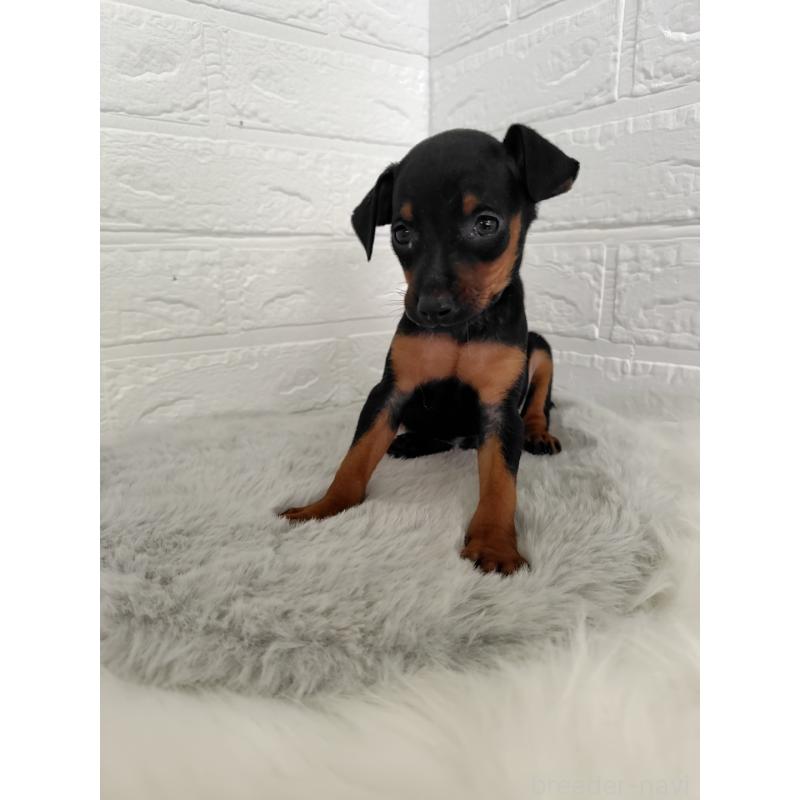 販売中の岡山県のミニチュアピンシャー(ミニピン)-424759の11枚目