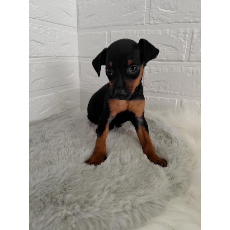 販売中の岡山県のミニチュアピンシャー(ミニピン)-424759の10枚目