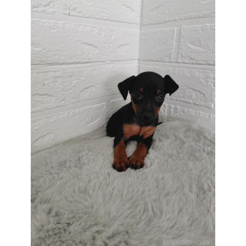 販売中の岡山県のミニチュアピンシャー(ミニピン)-424759の9枚目