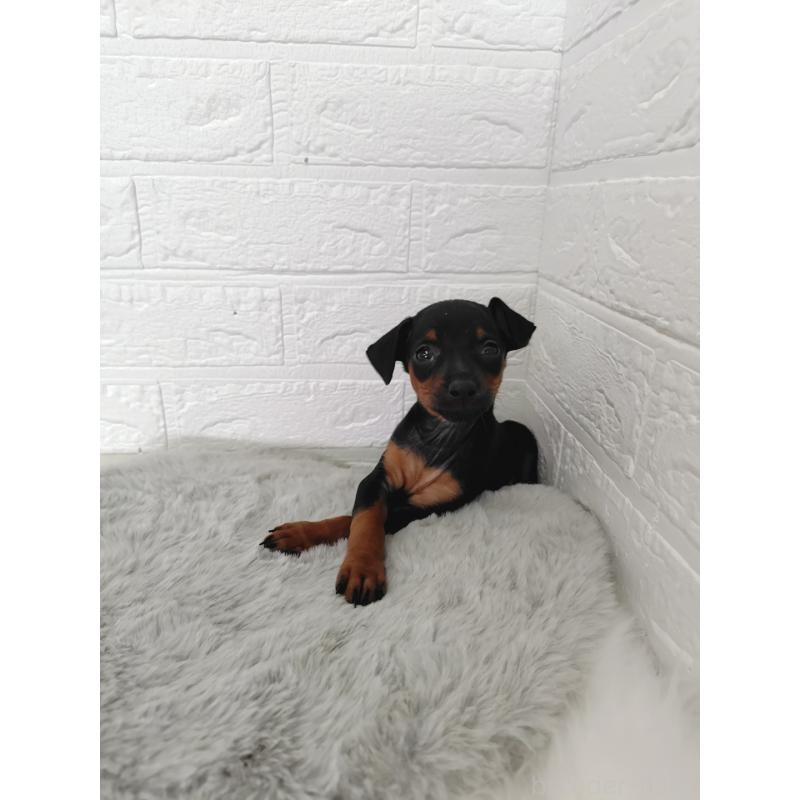 販売中の岡山県のミニチュアピンシャー(ミニピン)-424759の8枚目