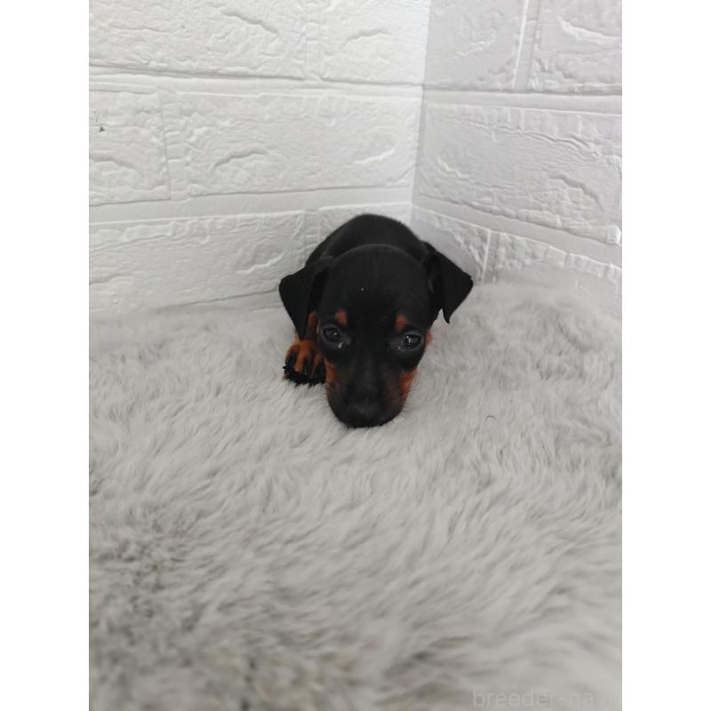 販売中の岡山県のミニチュアピンシャー(ミニピン)-424759の7枚目