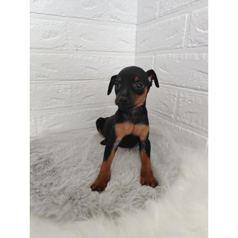 販売中の岡山県のミニチュアピンシャー(ミニピン)-424759の6枚目