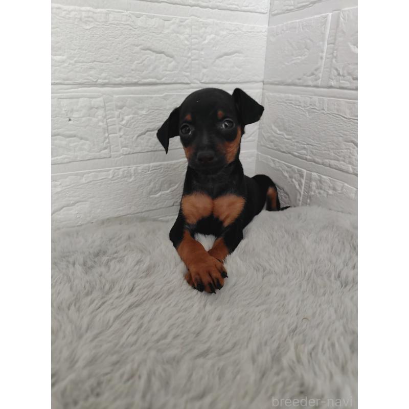 販売中の岡山県のミニチュアピンシャー(ミニピン)-424759の5枚目