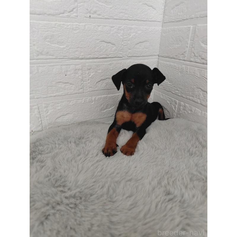 販売中の岡山県のミニチュアピンシャー(ミニピン)-424759の4枚目