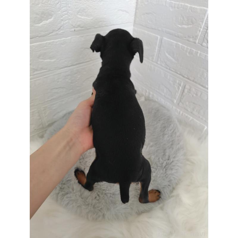 販売中の岡山県のミニチュアピンシャー(ミニピン)-424759の3枚目