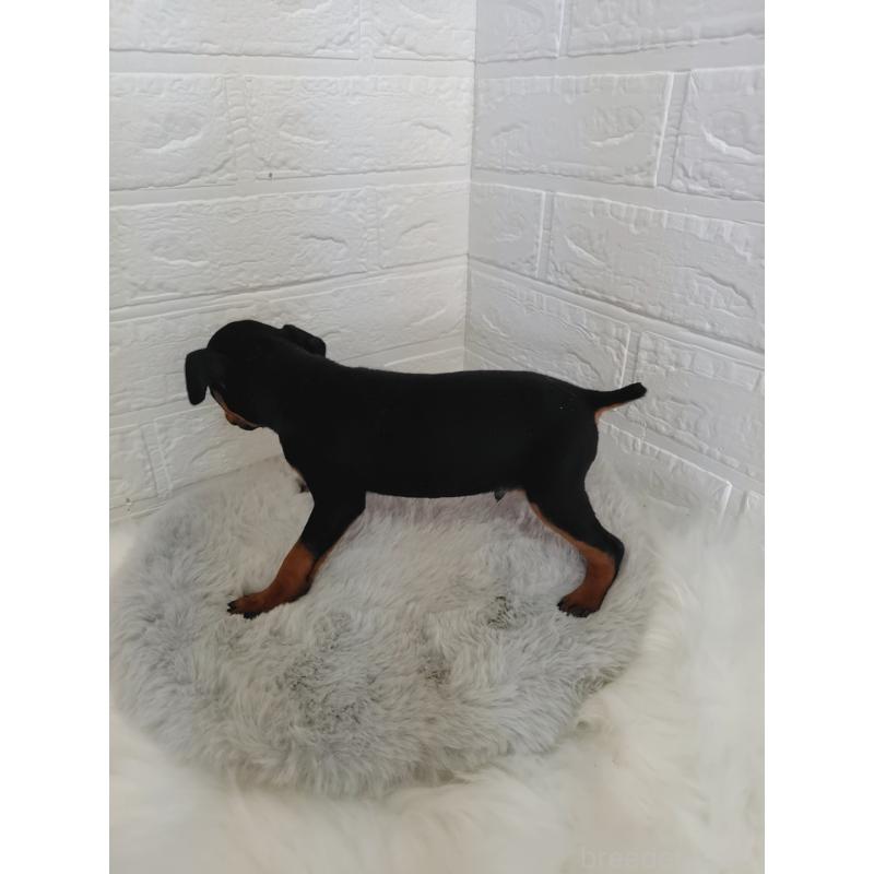 販売中の岡山県のミニチュアピンシャー(ミニピン)-424759の2枚目