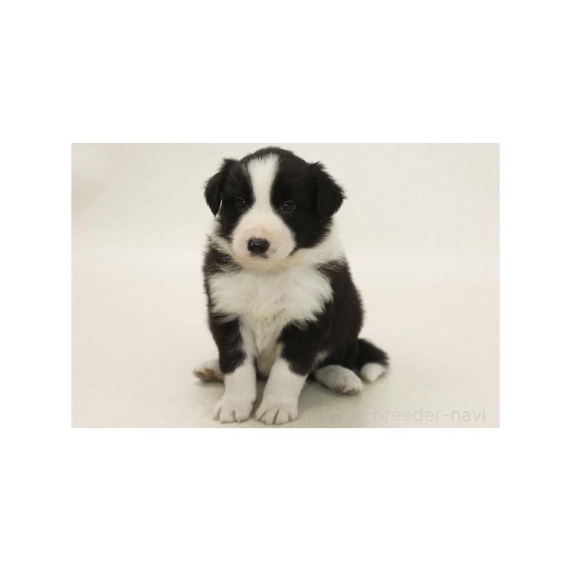 販売中の神奈川県のボーダーコリー-424760の1枚目