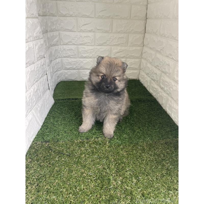 販売中の東京都のポメラニアン-424761の8枚目