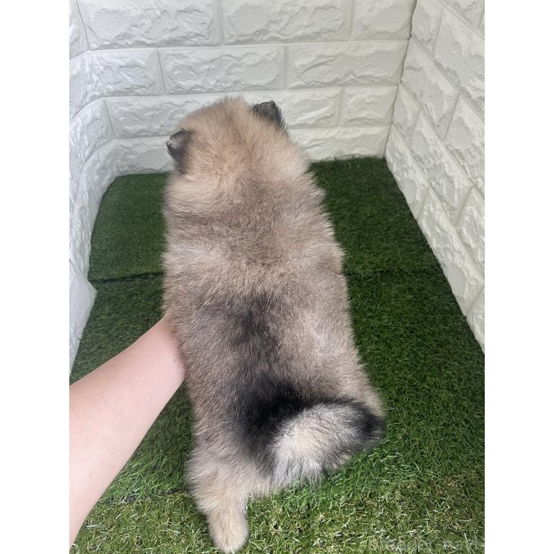 販売中の東京都のポメラニアン-424761の7枚目