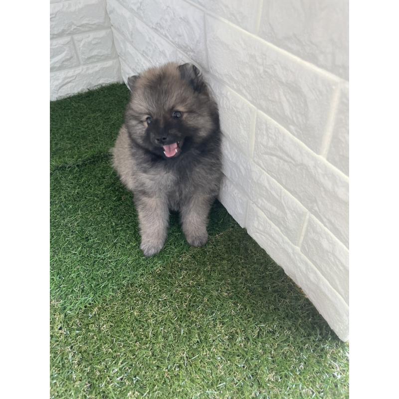 販売中の東京都のポメラニアン-424761の6枚目