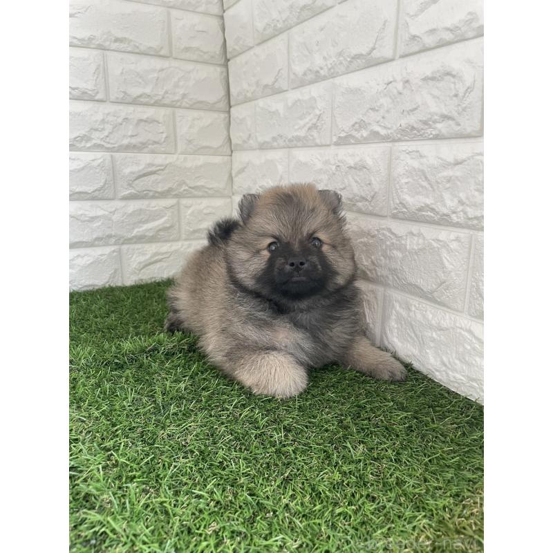 販売中の東京都のポメラニアン-424761の5枚目