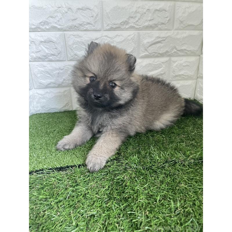 販売中の東京都のポメラニアン-424761の4枚目