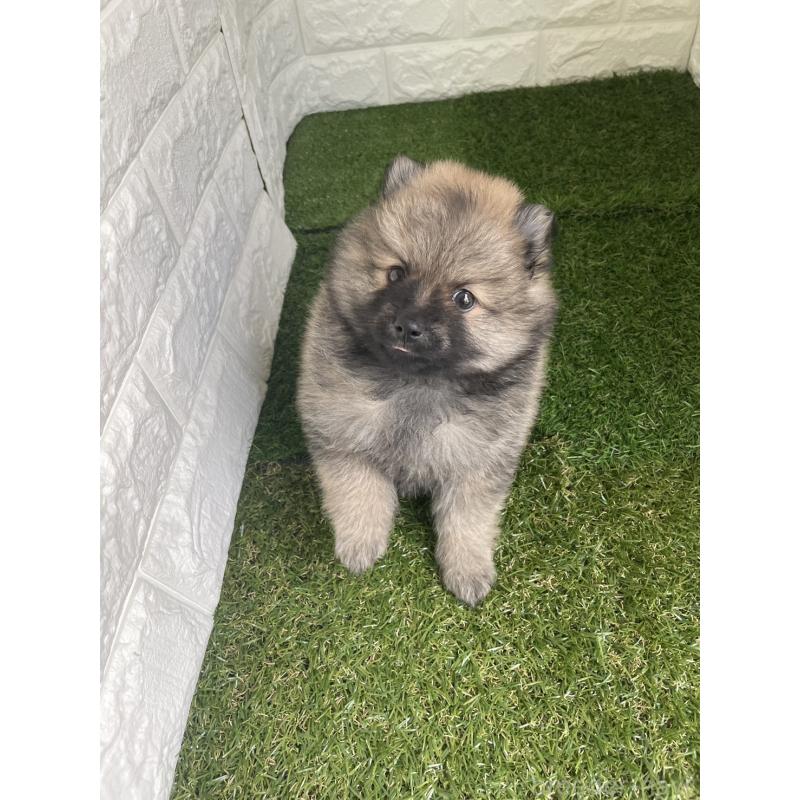 販売中の東京都のポメラニアン-424761の3枚目