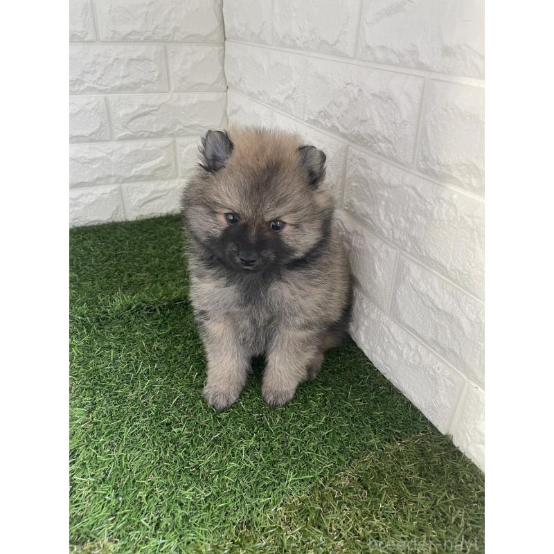 販売中の東京都のポメラニアン-424761の2枚目