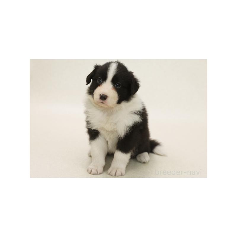 販売中の神奈川県のボーダーコリー-422118