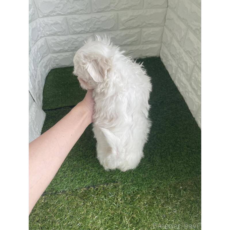 販売中の東京都のマルチーズ-424762の5枚目