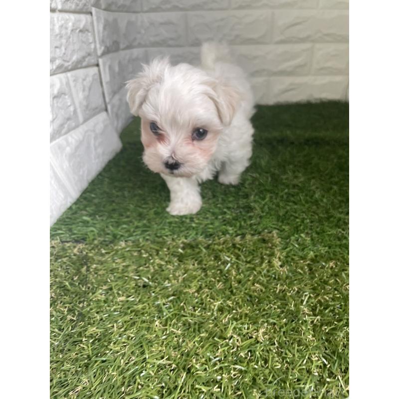 販売中の東京都のマルチーズ-424762の4枚目