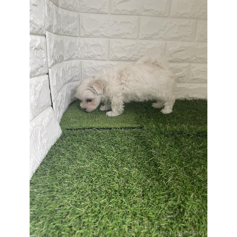 販売中の東京都のマルチーズ-424762の3枚目