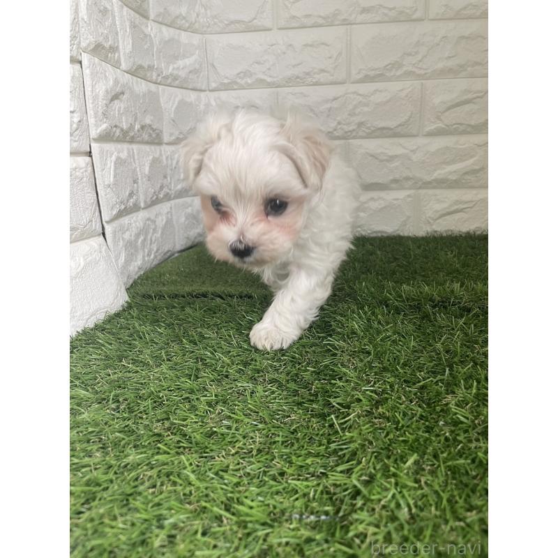 販売中の東京都のマルチーズ-424762の2枚目