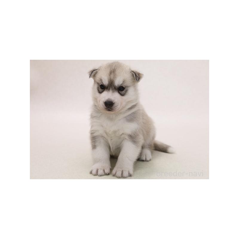 販売中の神奈川県のシベリアンハスキー-421267