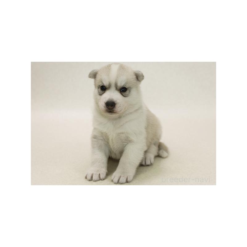 販売中の神奈川県のシベリアンハスキー-421269