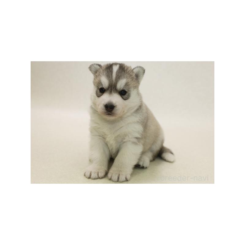 販売中の神奈川県のシベリアンハスキー-421272