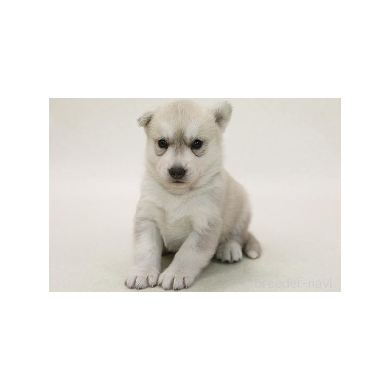 販売中の神奈川県のシベリアンハスキー-421276