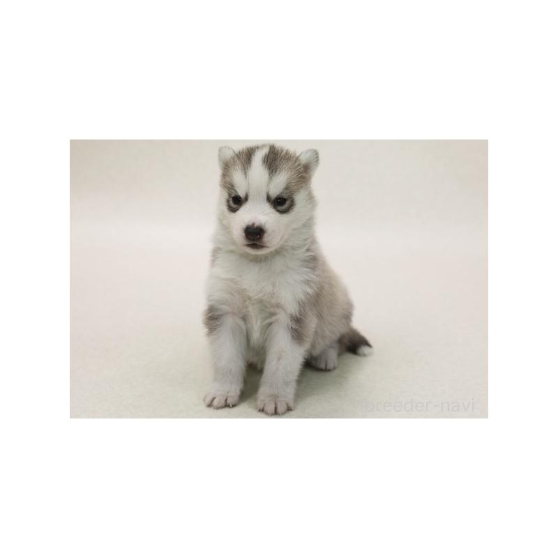 販売中の神奈川県のシベリアンハスキー-423072