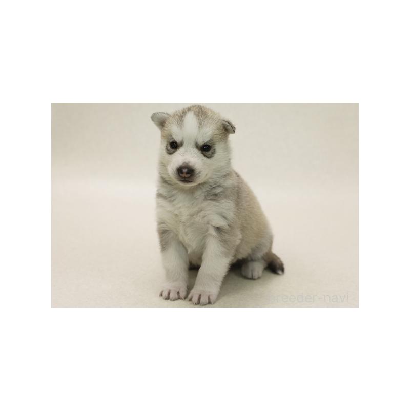 販売中の神奈川県のシベリアンハスキー-423073