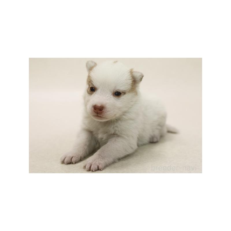 販売中の神奈川県のシベリアンハスキー-423074