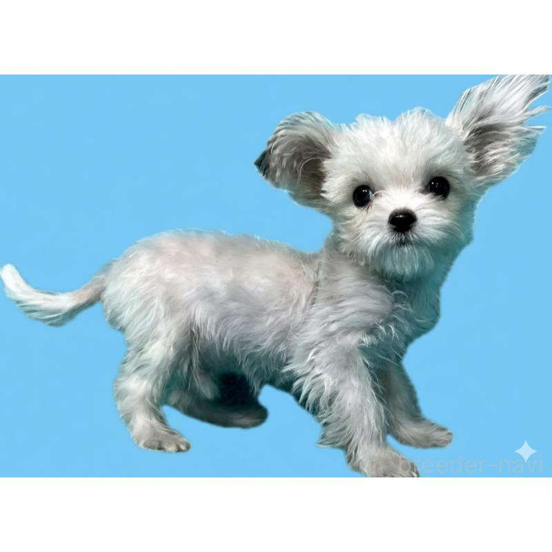 販売中の兵庫県のチワマル:チワワ×マルチーズ-404518の1枚目