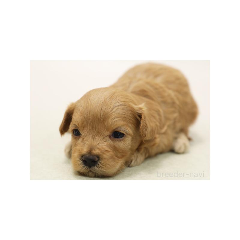 販売中の神奈川県のマルプー:マルチーズ×トイプードル-422149