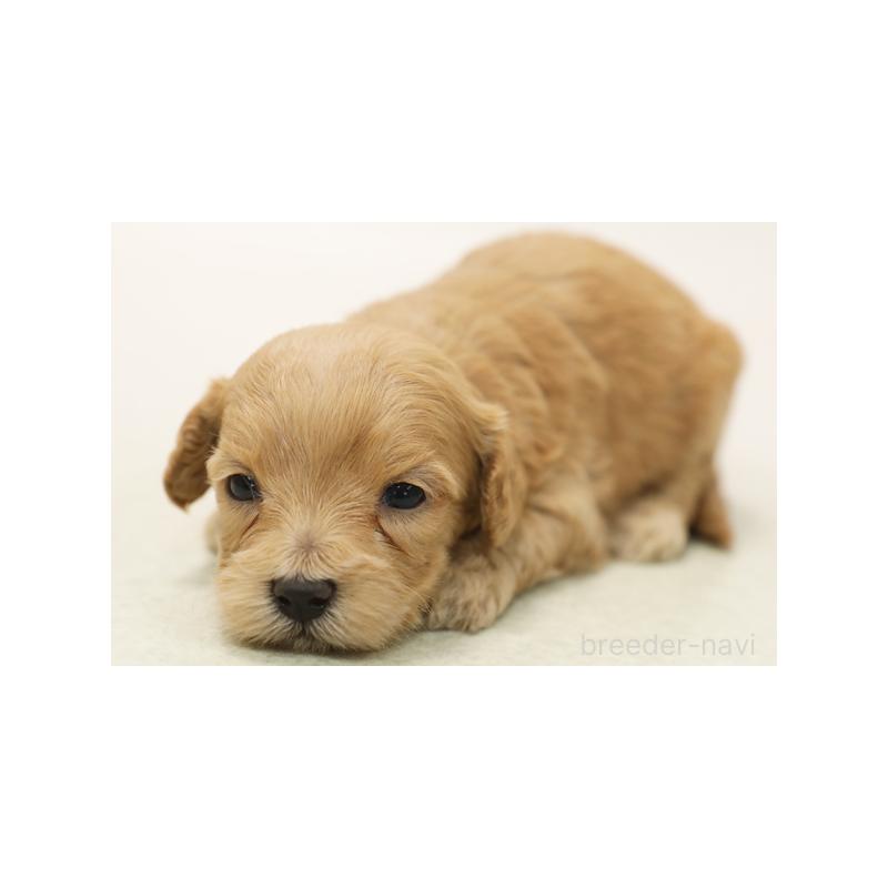 販売中の神奈川県のマルプー:マルチーズ×トイプードル-422150