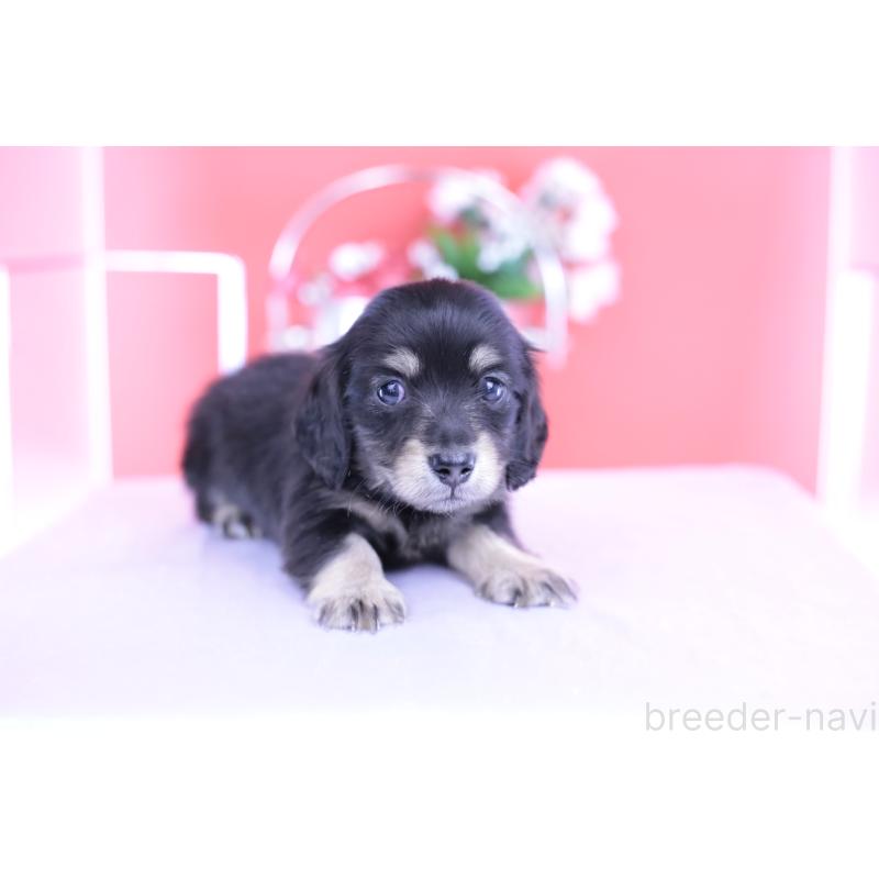 販売中の愛知県のカニンヘンダックスフンド(ロングヘアード)-424763の8枚目