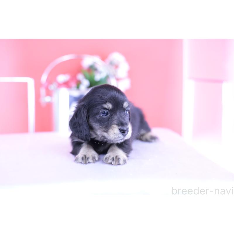 販売中の愛知県のカニンヘンダックスフンド(ロングヘアード)-424763の7枚目