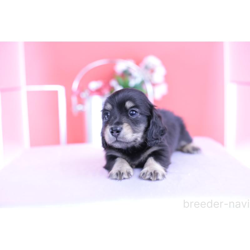 販売中の愛知県のカニンヘンダックスフンド(ロングヘアード)-424763の6枚目