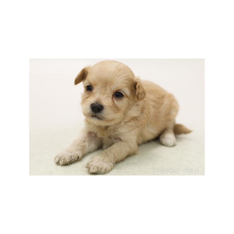 販売中の神奈川県のマルプー:マルチーズ×トイプードル-422151