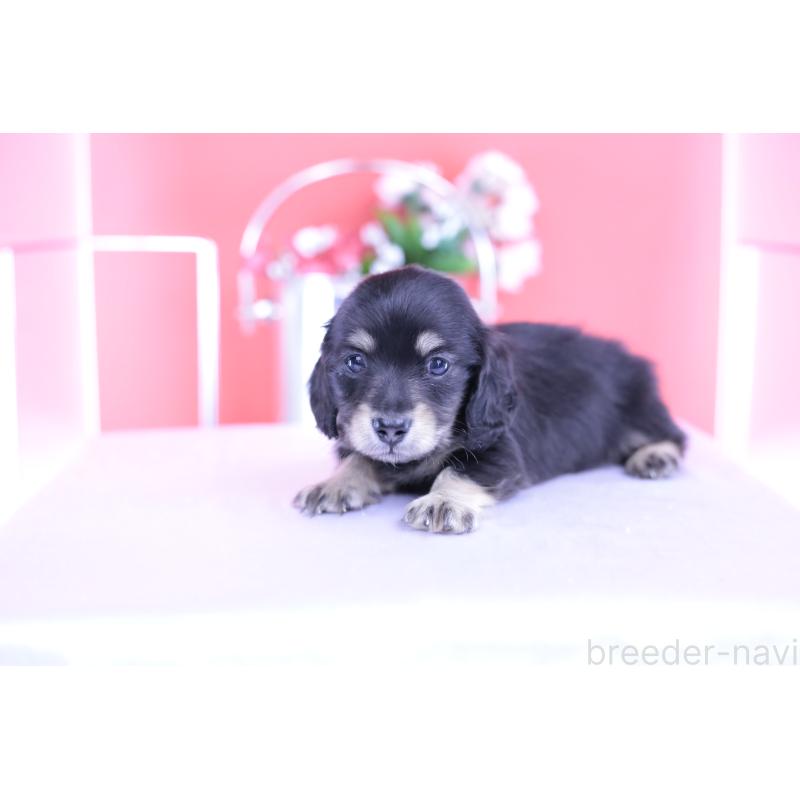 販売中の愛知県のカニンヘンダックスフンド(ロングヘアード)-424763の5枚目