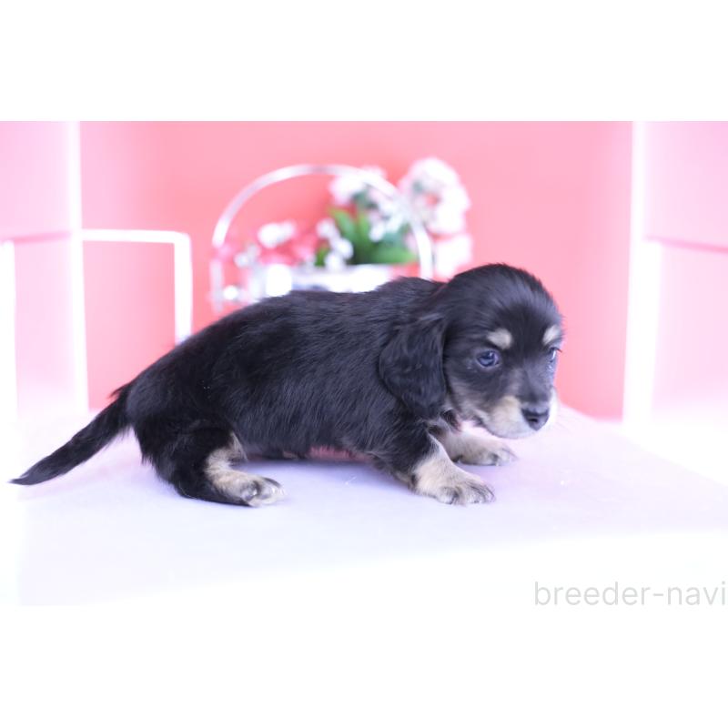 販売中の愛知県のカニンヘンダックスフンド(ロングヘアード)-424763の3枚目