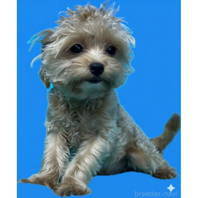 販売中の兵庫県のチワプー:チワワ×トイプードル-415080の1枚目