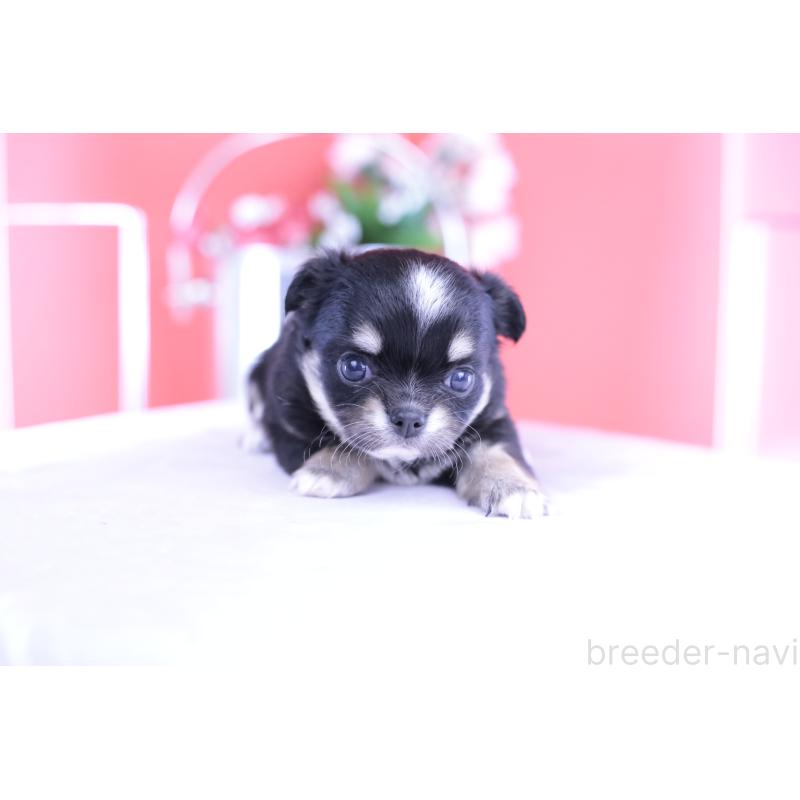 販売中の愛知県のチワワ(ロングコート)-424764の10枚目