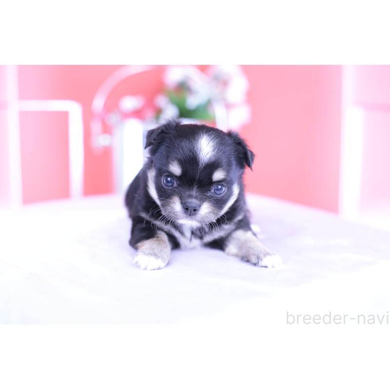 販売中の愛知県のチワワ(ロングコート)-424764の7枚目