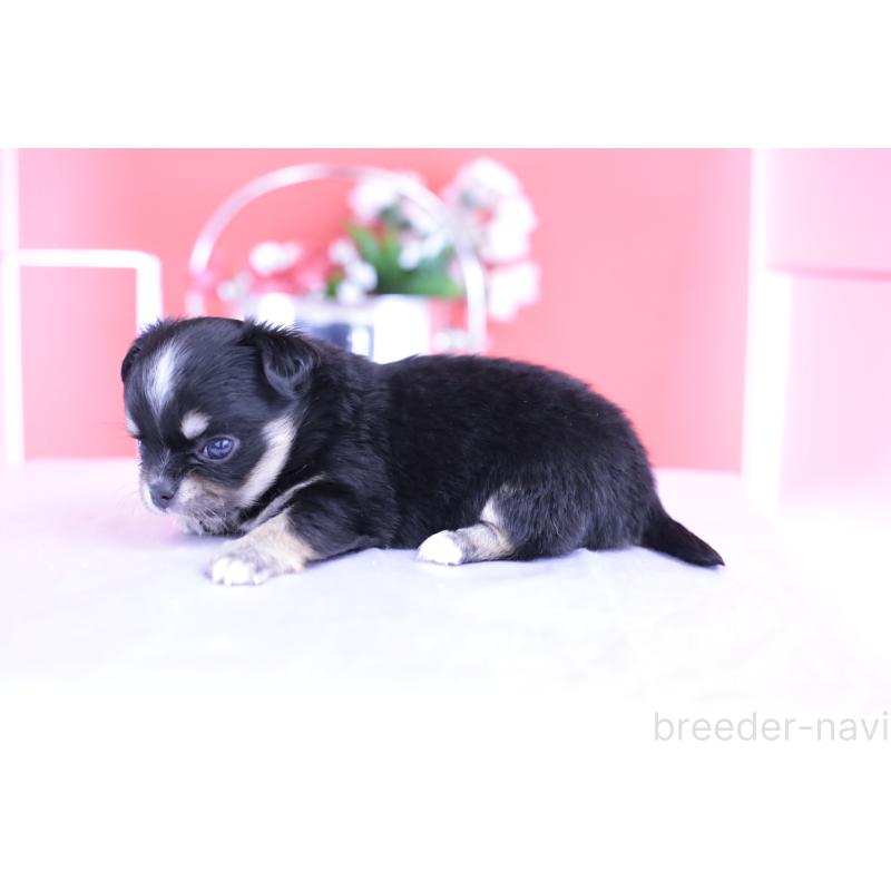 販売中の愛知県のチワワ(ロングコート)-424764の5枚目