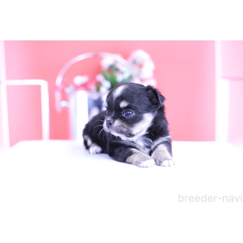 販売中の愛知県のチワワ(ロングコート)-424764の3枚目