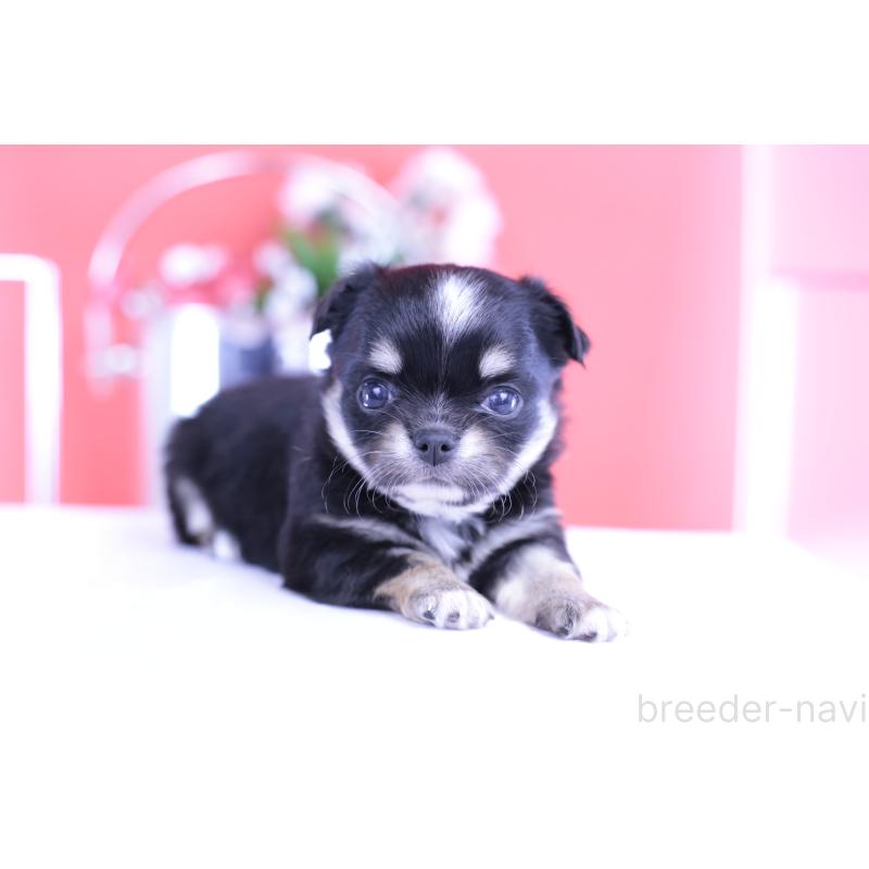 販売中の愛知県のチワワ(ロングコート)-424764の2枚目