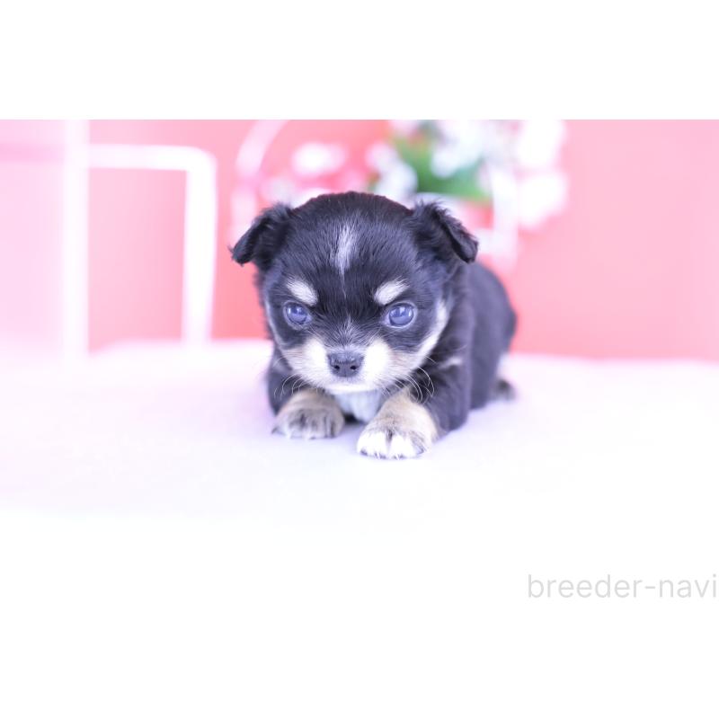 販売中の愛知県のチワワ(ロングコート)-424765の10枚目