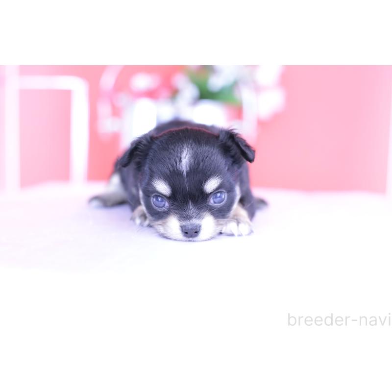 販売中の愛知県のチワワ(ロングコート)-424765の9枚目