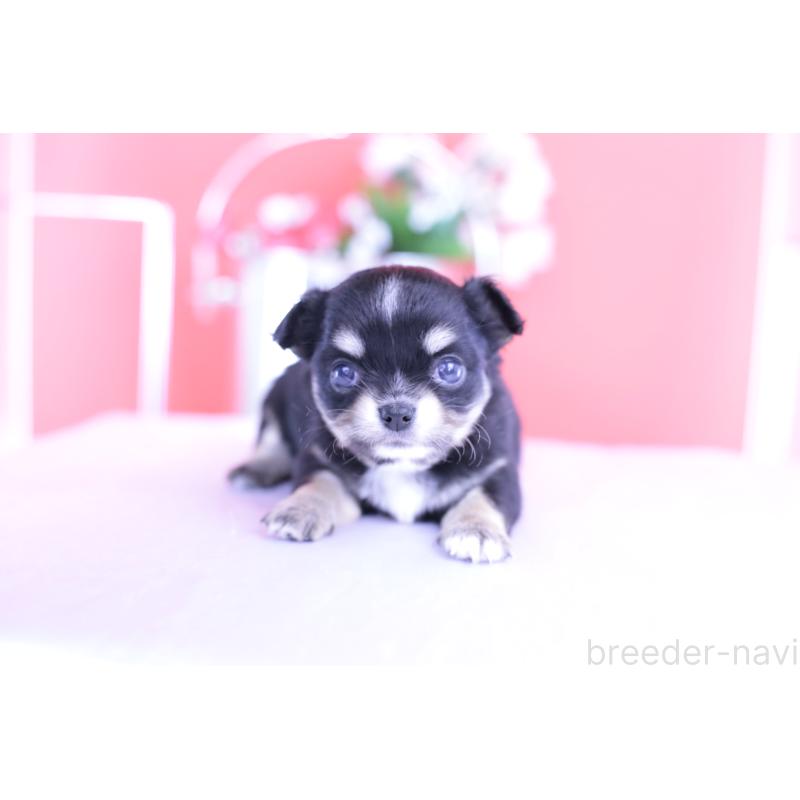 販売中の愛知県のチワワ(ロングコート)-424765の8枚目