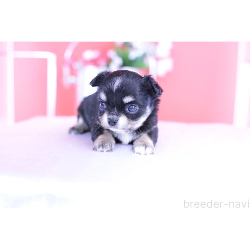 販売中の愛知県のチワワ(ロングコート)-424765の7枚目