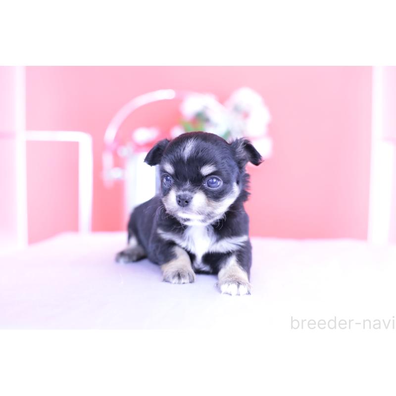 販売中の愛知県のチワワ(ロングコート)-424765の6枚目